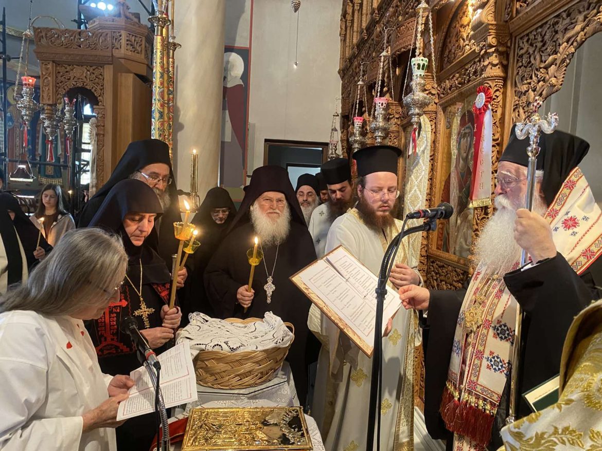 Megalosximia Tabithas 14